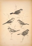 ...vii), plum-headed finch (Neochmia modesta), red-eared firetail (Stagonopleura oculata)