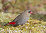 beautiful firetail (Stagonopleura bella) female