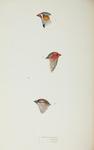 ... star finch (Neochmia ruficauda), plum-headed finch (Neochmia modesta)