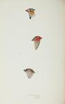 Australian zebra finch (Taeniopygia castanotis), star finch (Neochmia ruficauda), plum-headed fi...