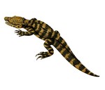 black caiman (Melanosuchus niger)