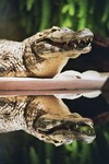 yacare caiman (Caiman yacare)