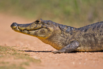 yacare caiman (Caiman yacare)