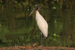 Wood stork (Mycteria americana) and juvenile yacare caiman (Caiman yacare)