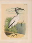 wood stork (Mycteria americana)