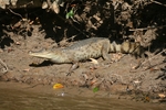 spectacled caiman, white caiman (Caiman crocodilus)