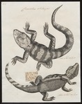 spectacled caiman, white caiman (Caiman crocodilus)