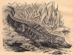 broad-snouted caiman (Caiman latirostris)