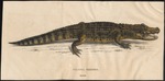 broad-snouted caiman (Caiman latirostris)