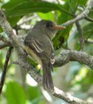 Lesser Antillean pewee (Contopus latirostris)