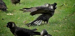 Carnaby's black cockatoo, short-billed black cockatoo (Calyptorhynchus latirostris)