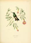 broad-billed hummingbird (Cynanthus latirostris)