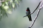 broad-tailed hummingbird (Selasphorus platycercus)