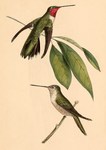broad-tailed hummingbird (Selasphorus platycercus)