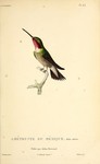 broad-tailed hummingbird (Selasphorus platycercus)