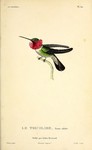 broad-tailed hummingbird (Selasphorus platycercus)