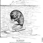 West Indian manatee, sea cow (Trichechus manatus)