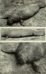 West African manatee, sea cow (Trichechus senegalensis)