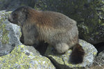 Tatra marmot (Marmota marmota latirostris)