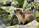 Tatra marmot (Marmota marmota latirostris)