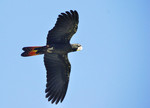 red-tailed black cockatoo (Calyptorhynchus banksii)