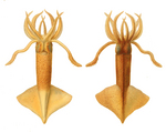 Onychoteuthis banksii, common clubhook squid