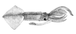 Onychoteuthis banksii, common clubhook squid