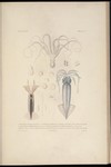 Octopus niveus, Loligo oualaniensis = Sthenoteuthis oualaniensis (purpleback flying squid), Onyc...