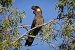 yellow-tailed black cockatoo (Calyptorhynchus funereus)
