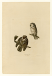 boreal owl (Aegolius funereus)