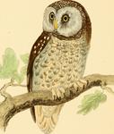 boreal owl (Aegolius funereus)