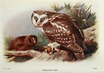 boreal owl (Aegolius funereus)