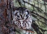 boreal owl (Aegolius funereus)