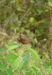 thick-billed seed finch (Oryzoborus funereus)