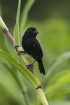 thick-billed seed finch (Oryzoborus funereus)