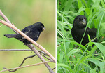 thick-billed seed finch (Oryzoborus funereus)