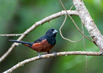 chestnut-bellied seed finch (Oryzoborus angolensis)