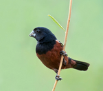 chestnut-bellied seed finch (Oryzoborus angolensis)