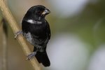 variable seedeater (Sporophila corvina) male