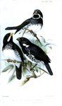 Sporophila corvina (Variable Seedeater), Sporophila bouvronides (Lesson's Seedeater)