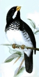 Lesson's seedeater (Sporophila bouvronides)