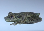 Scinax funereus