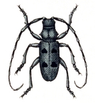 Morimus funereus (longhorn beetle)