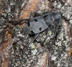 Morimus funereus (longhorn beetle)