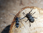 Morimus funereus, Rosalia alpina (Rosalia longicorn)