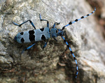 Rosalia alpina (Rosalia longicorn)