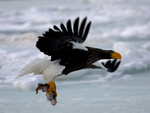 Steller's sea eagle (Haliaeetus pelagicus)