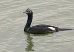 pelagic cormorant, Baird's cormorant (Phalacrocorax pelagicus)