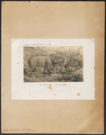 Bornean bearded pig (Sus barbatus)