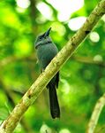 blue paradise flycatcher (Terpsiphone cyanescens)